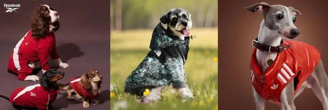 买出80亿装备新蓝海开元棋牌中国养宠人(图9)