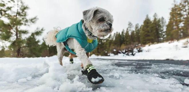 买出80亿装备新蓝海开元棋牌中国养宠人(图10)