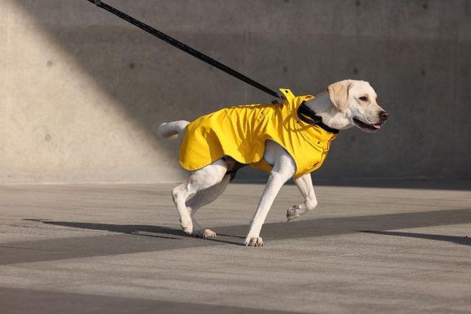 买出80亿装备新蓝海开元棋牌中国养宠人(图6)